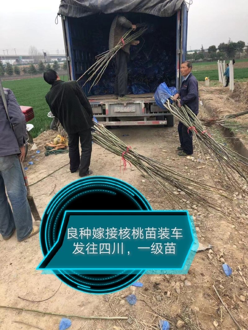 核桃苗，红仁核桃苗，红核桃苗，嫁接核桃树苗，核桃实生苗