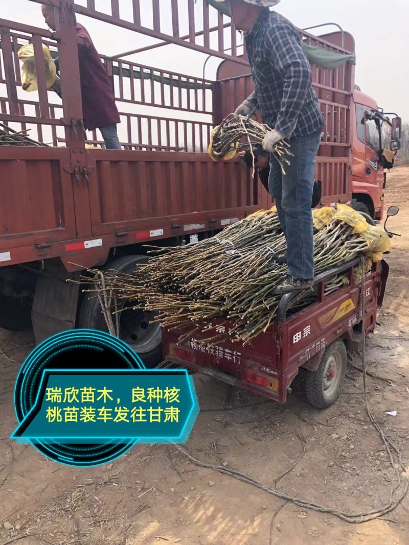 核桃苗，红仁核桃苗，红核桃苗，嫁接核桃树苗，核桃实生苗