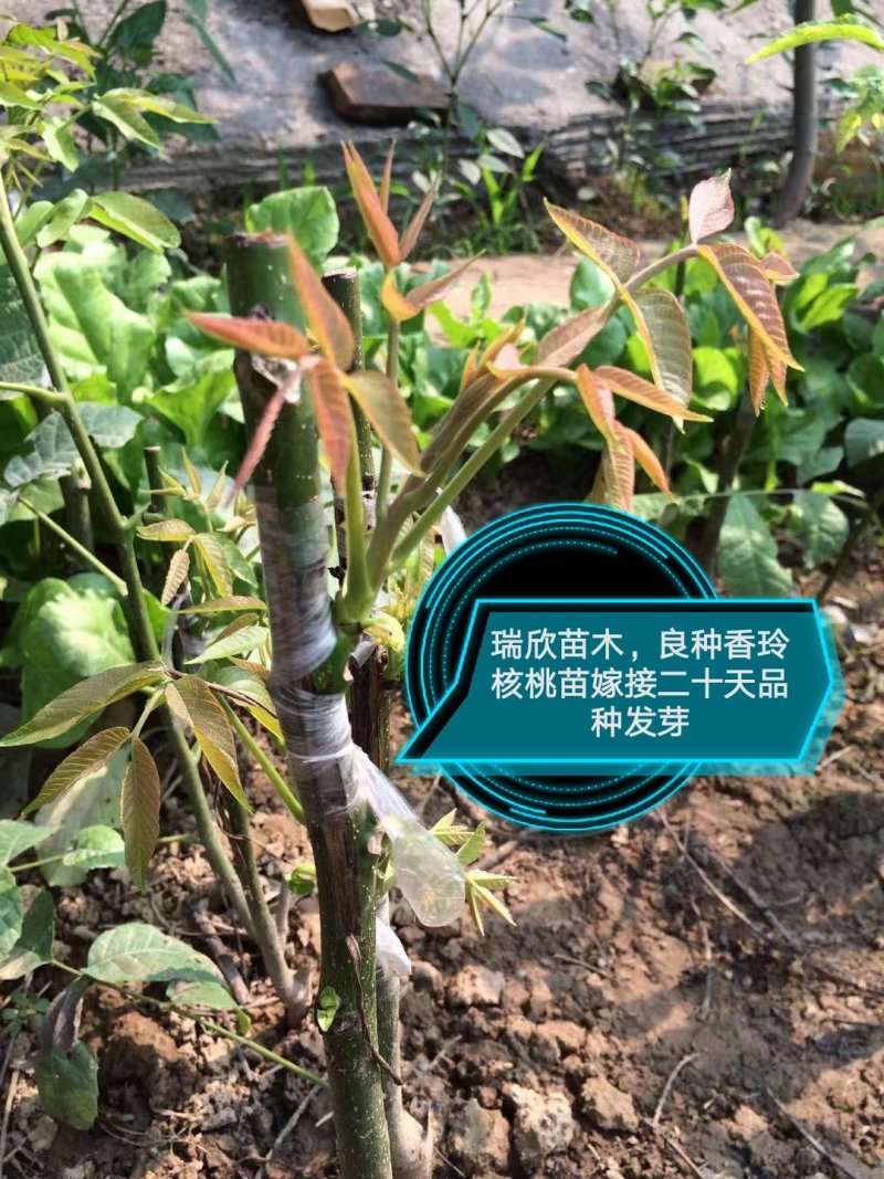 核桃苗，红仁核桃苗，红核桃苗，嫁接核桃树苗，核桃实生苗