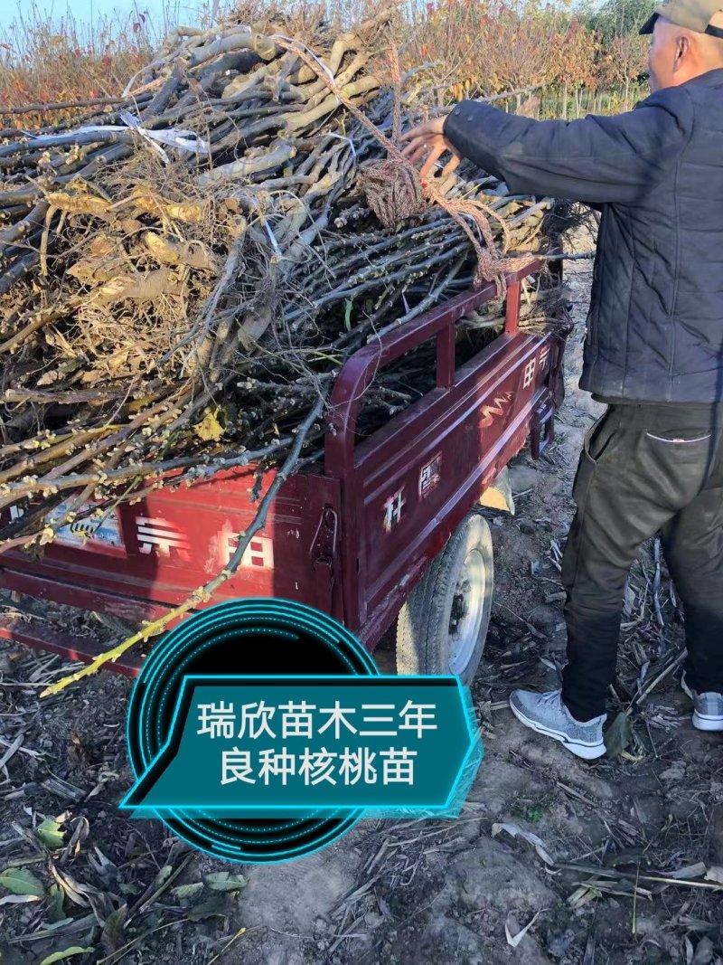 核桃苗，红仁核桃苗，红核桃苗，嫁接核桃树苗，核桃实生苗