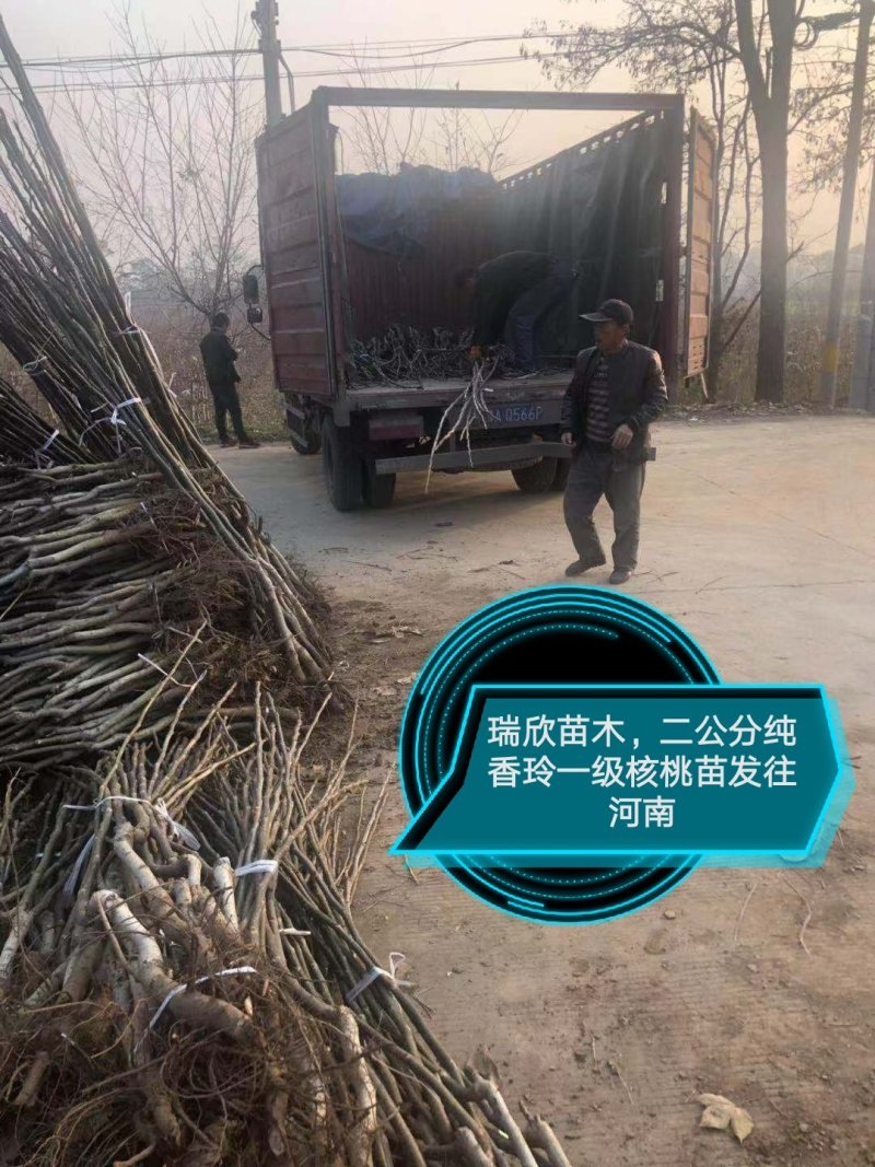 核桃苗，红仁核桃苗，红核桃苗，嫁接核桃树苗，核桃实生苗