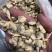 花蛤肉碎肉无沙干冰原汁原味有视频实拍