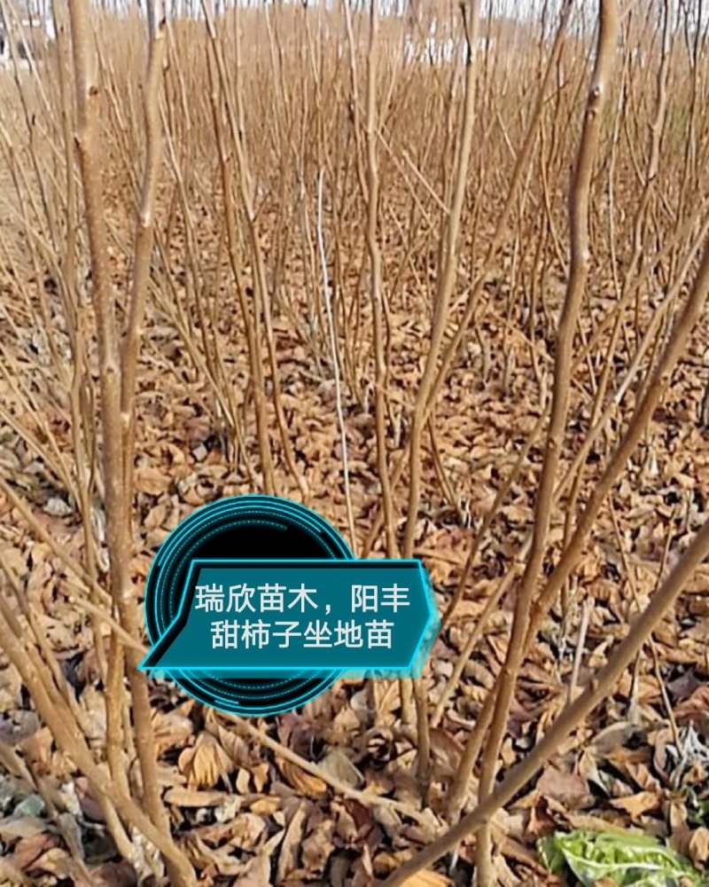 柿子苗，甜柿子树苗，尖柿，苗圃现挖产地直供，纯度100%