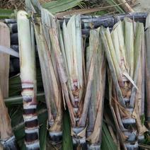 广西玉林博白原产地黑皮甘蔗种苗、3到5个牙以上