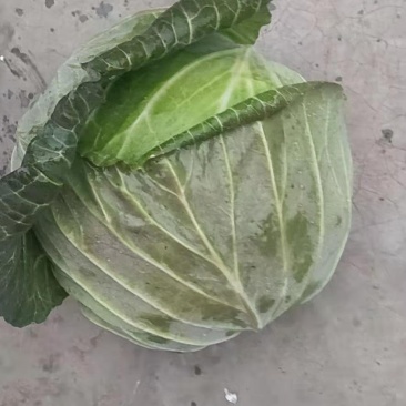 包菜。