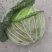 包菜。