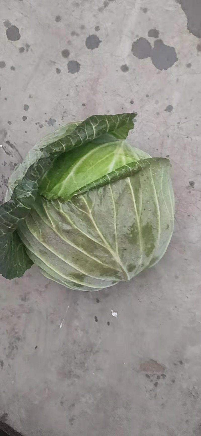 包菜。