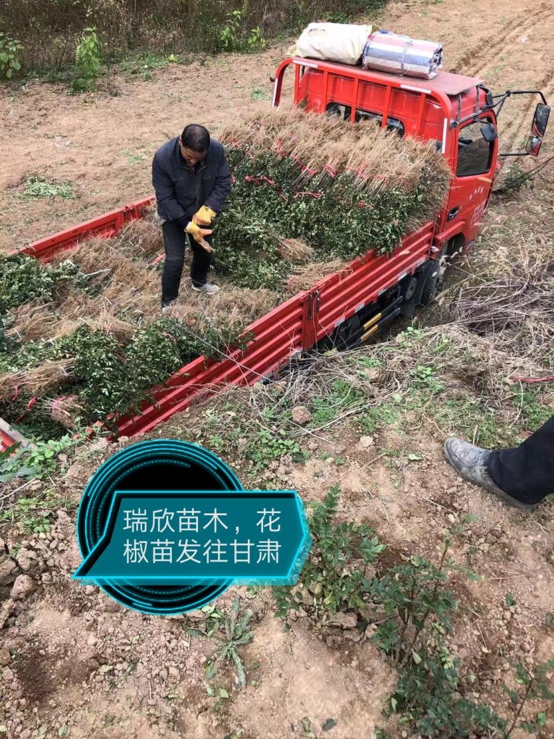 花椒苗，大红袍无刺花椒苗，南北种植，基地直销，量大质量好