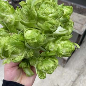 儿菜