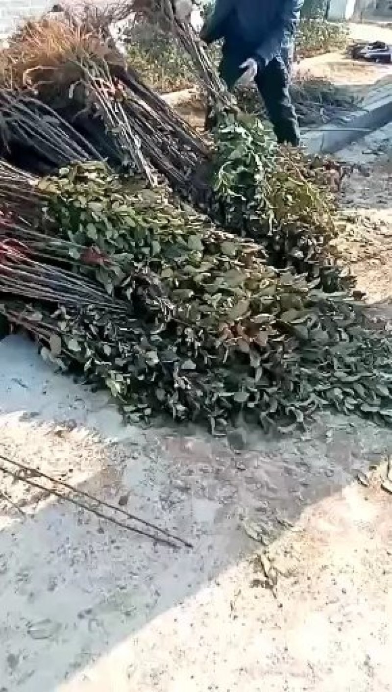 苹果树苗矮化苹果树苗提供种植技术保湿邮寄