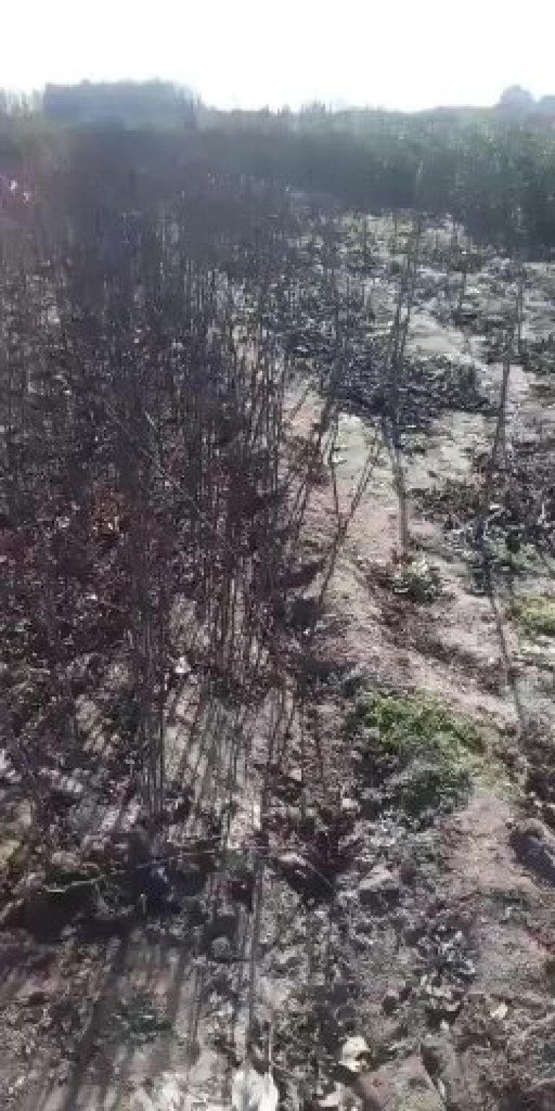 苹果树苗矮化苹果树苗提供种植技术保湿邮寄