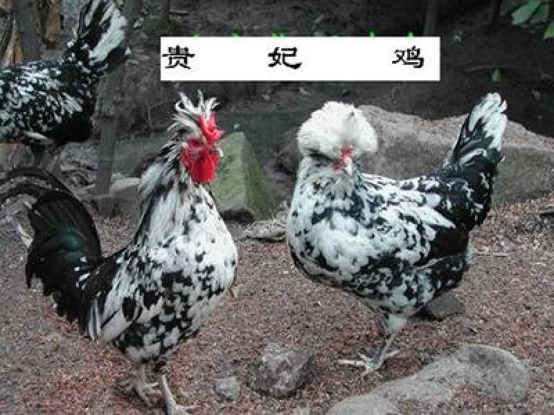 【热卖中】纯正贵妃鸡苗成活率高孵化直销