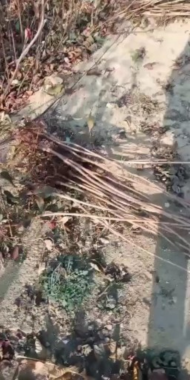 苹果树苗矮化苹果树苗提供种植技术保湿邮寄