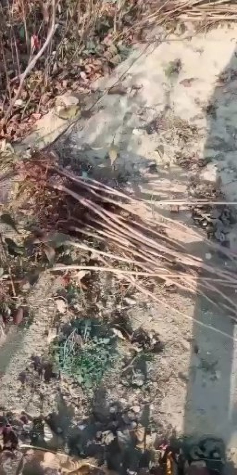 苹果树苗矮化苹果树苗提供种植技术保湿邮寄