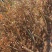 大家好！本人长期出售大别山映山红。有需要的联系我