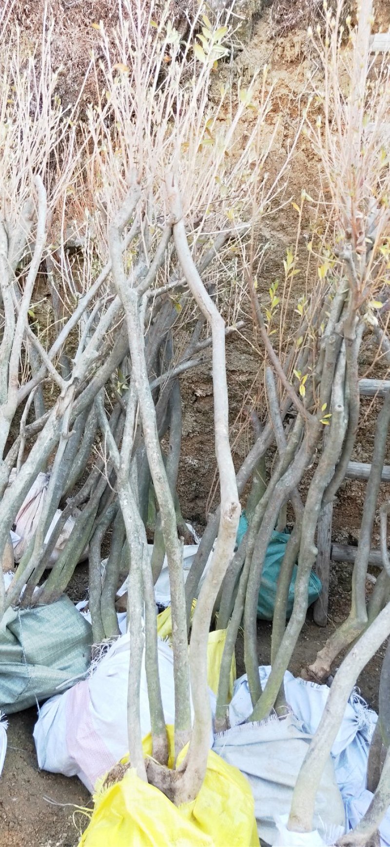大家好！本人长期出售大别山映山红。有需要的联系我