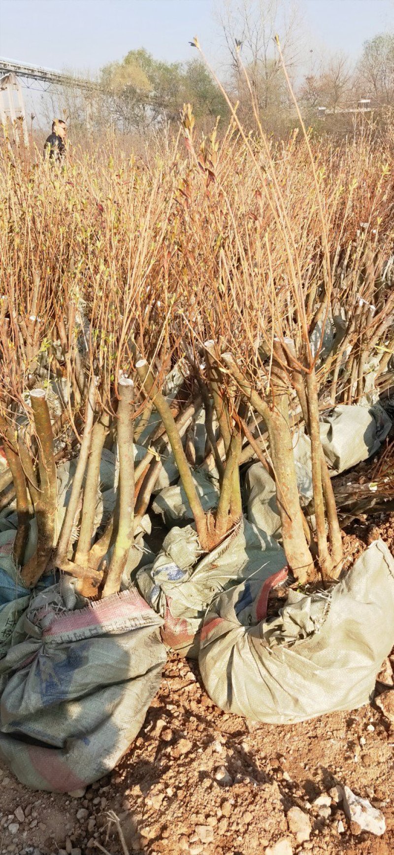 大家好！本人长期出售大别山映山红。有需要的联系我