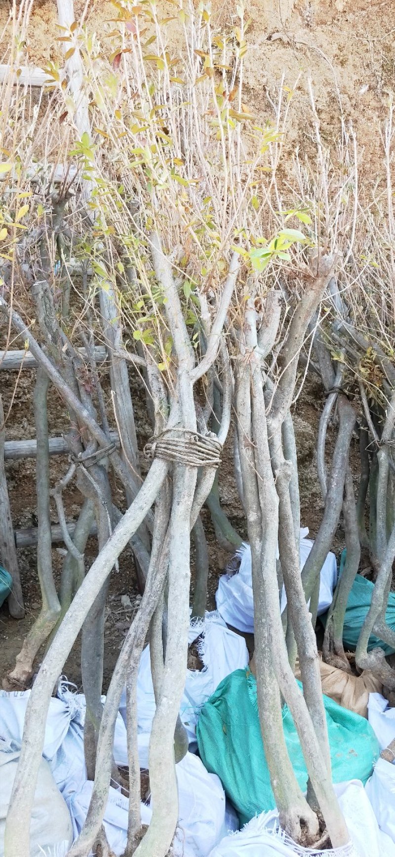大家好！本人长期出售大别山映山红。有需要的联系我