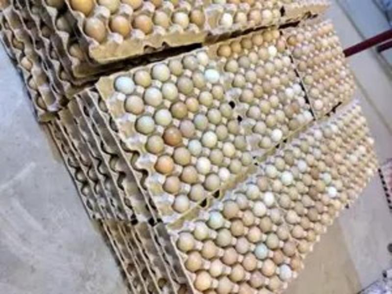 七彩山鸡蛋营养丰富建康美味保证质量破损保陪需要的老板