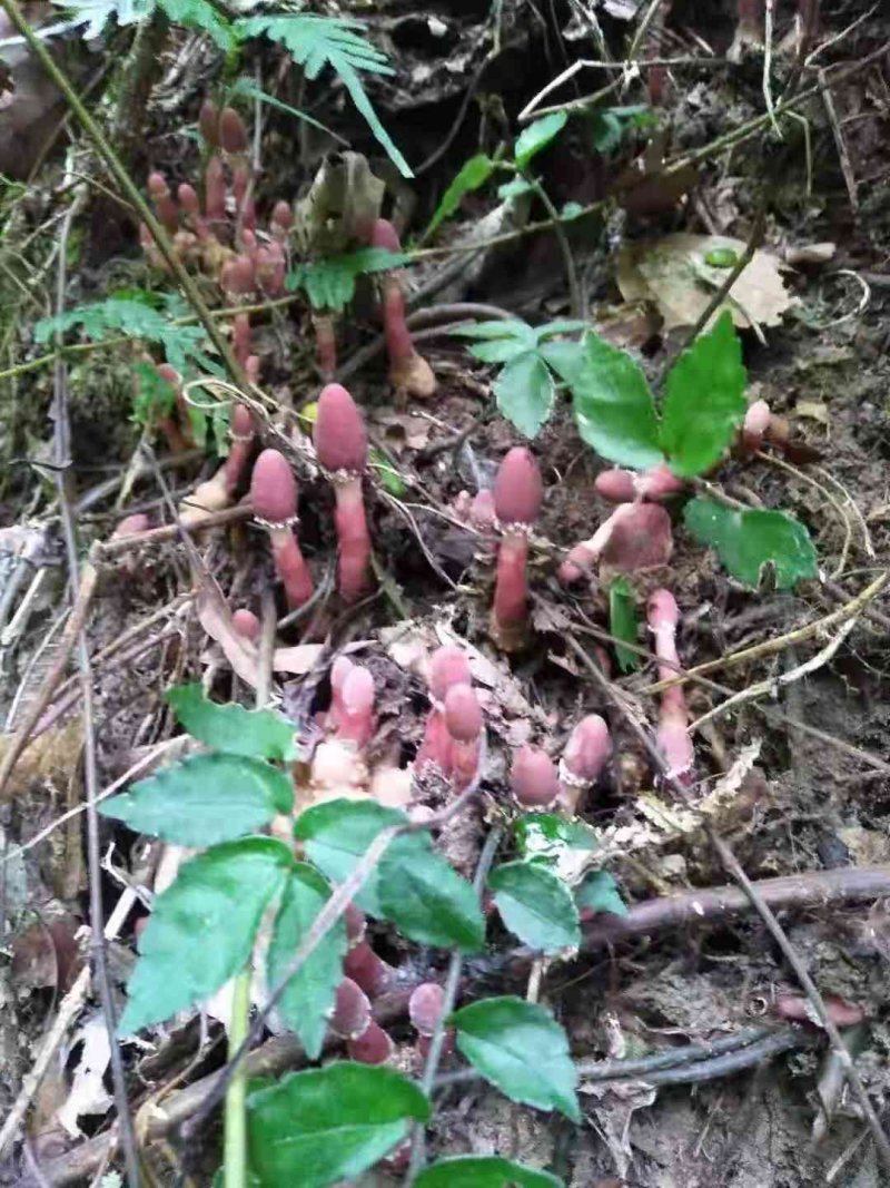 野生回春草