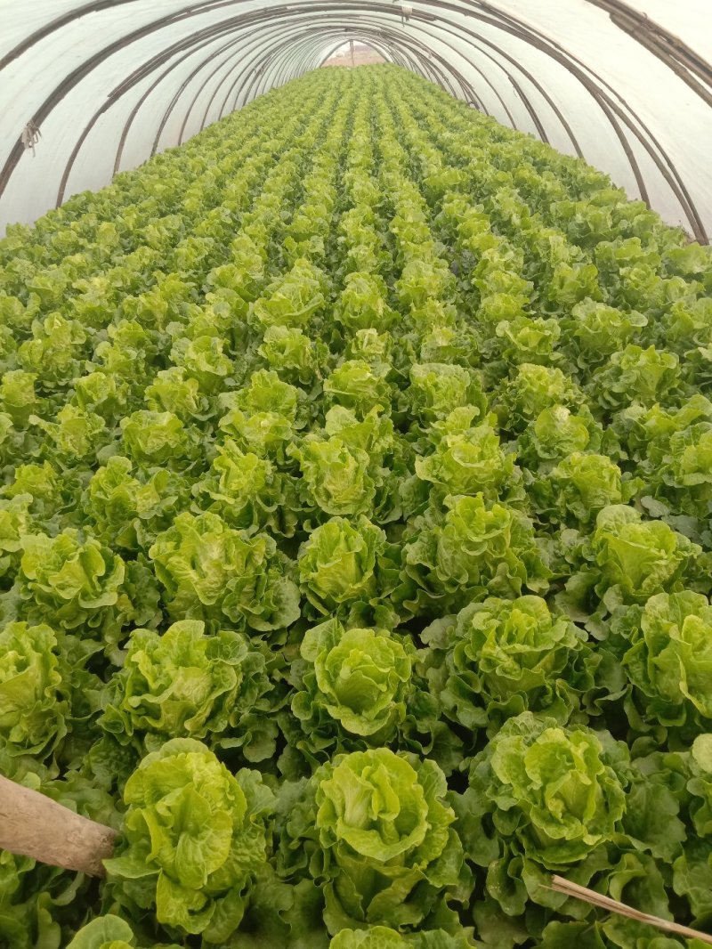 生菜