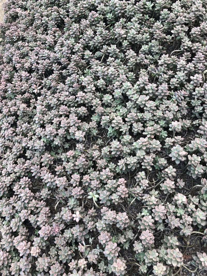 出售各种花