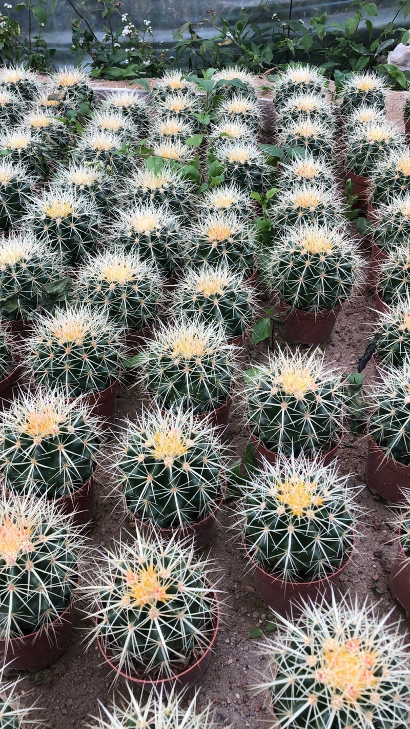 出售各种花