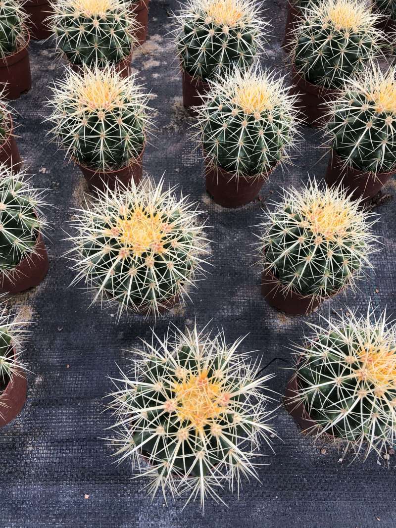 出售各种花