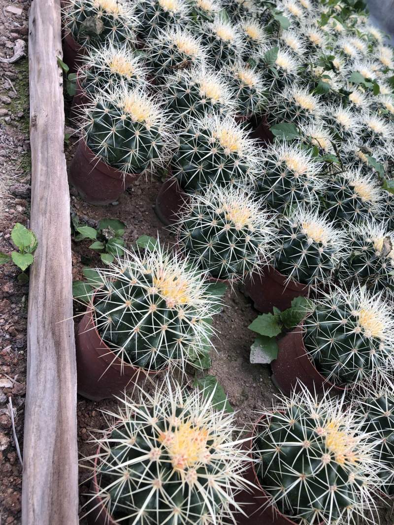 出售各种花