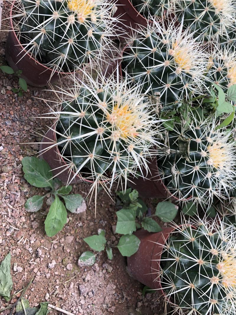 出售各种花