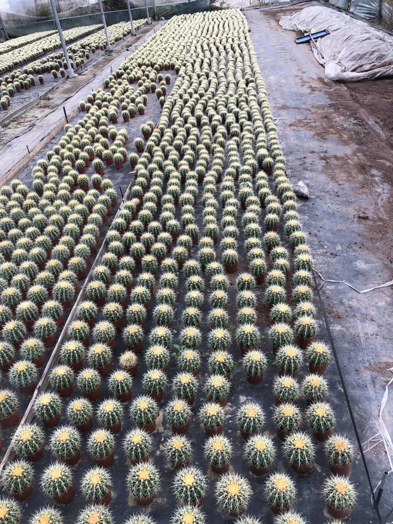 出售各种花