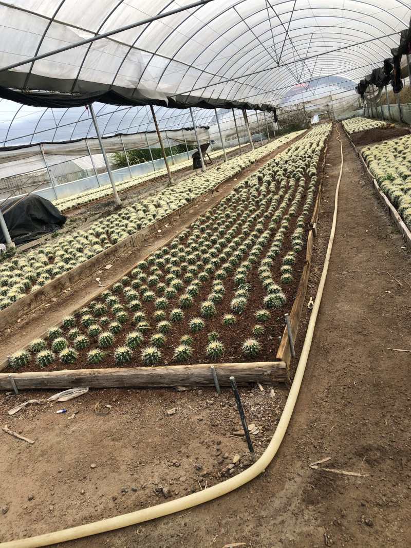 出售各种花