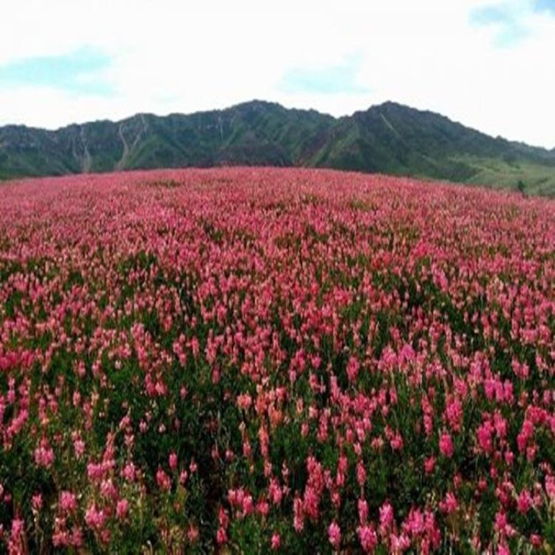 牧草、观赏、保土、绿肥兼用新型种子红豆草种子阳台花卉