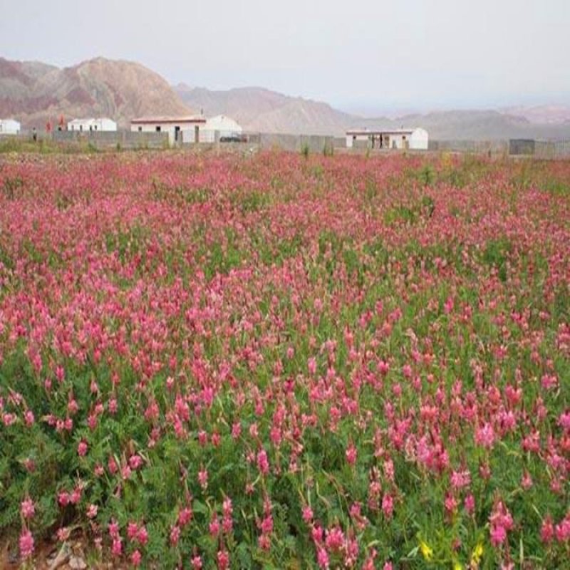 牧草、观赏、保土、绿肥兼用新型种子红豆草种子阳台花卉