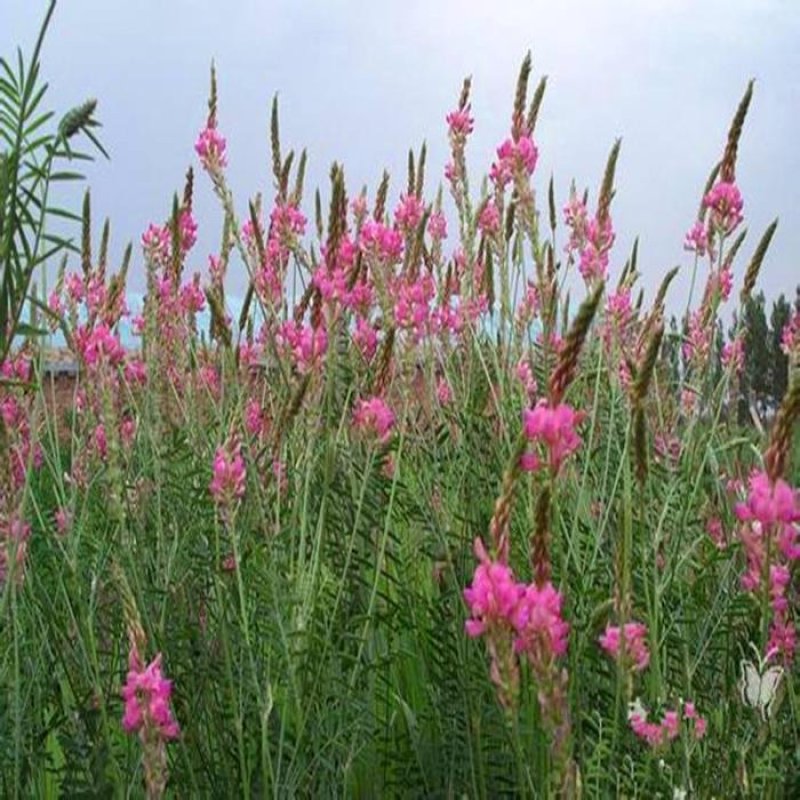 牧草、观赏、保土、绿肥兼用新型种子红豆草种子阳台花卉