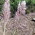 大量批发蒲苇（芦苇）干花