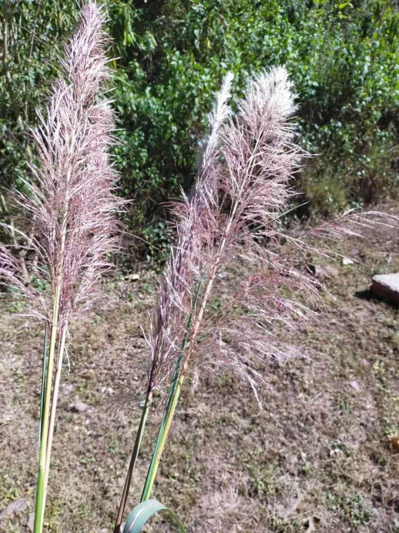 大量批发蒲苇（芦苇）干花