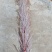 大量批发蒲苇（芦苇）干花