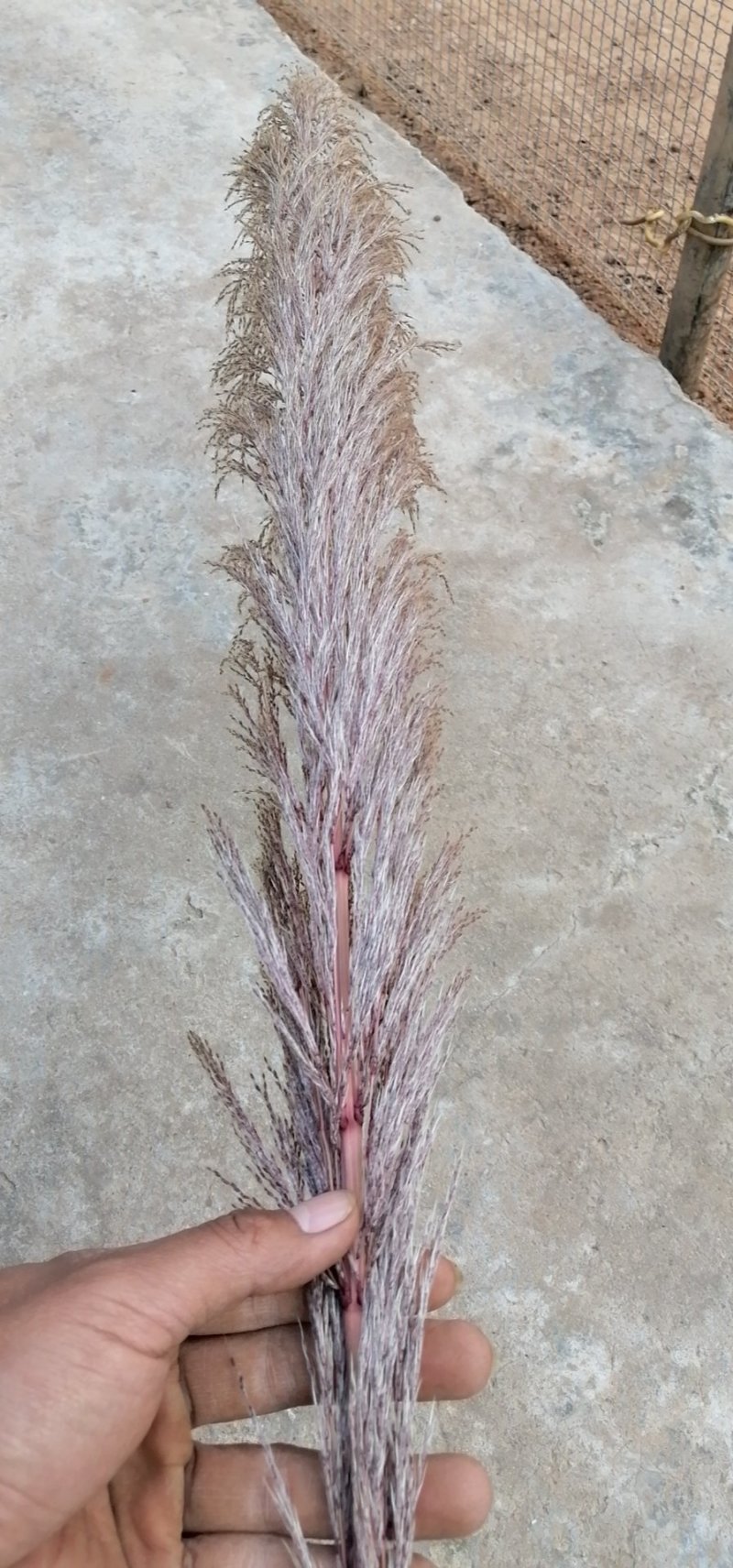 大量批发蒲苇（芦苇）干花
