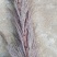 大量批发蒲苇（芦苇）干花