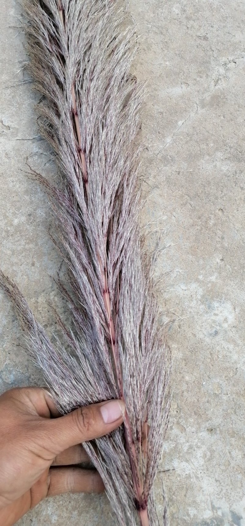 大量批发蒲苇（芦苇）干花