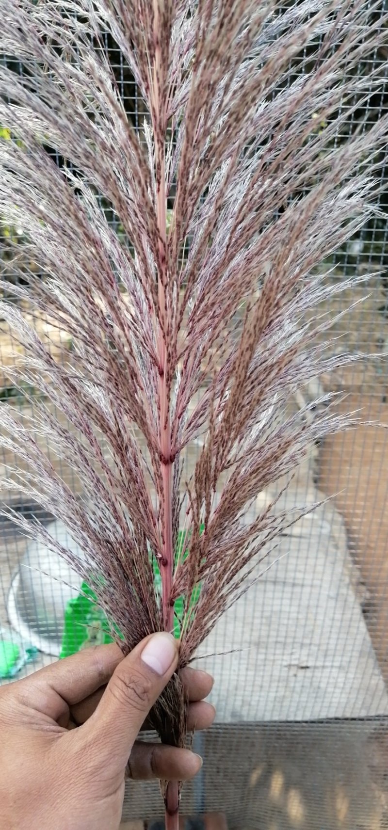 大量批发蒲苇（芦苇）干花