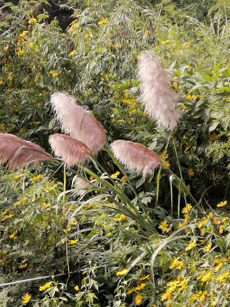 大量批发蒲苇（芦苇）干花