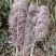 大量批发蒲苇（芦苇）干花
