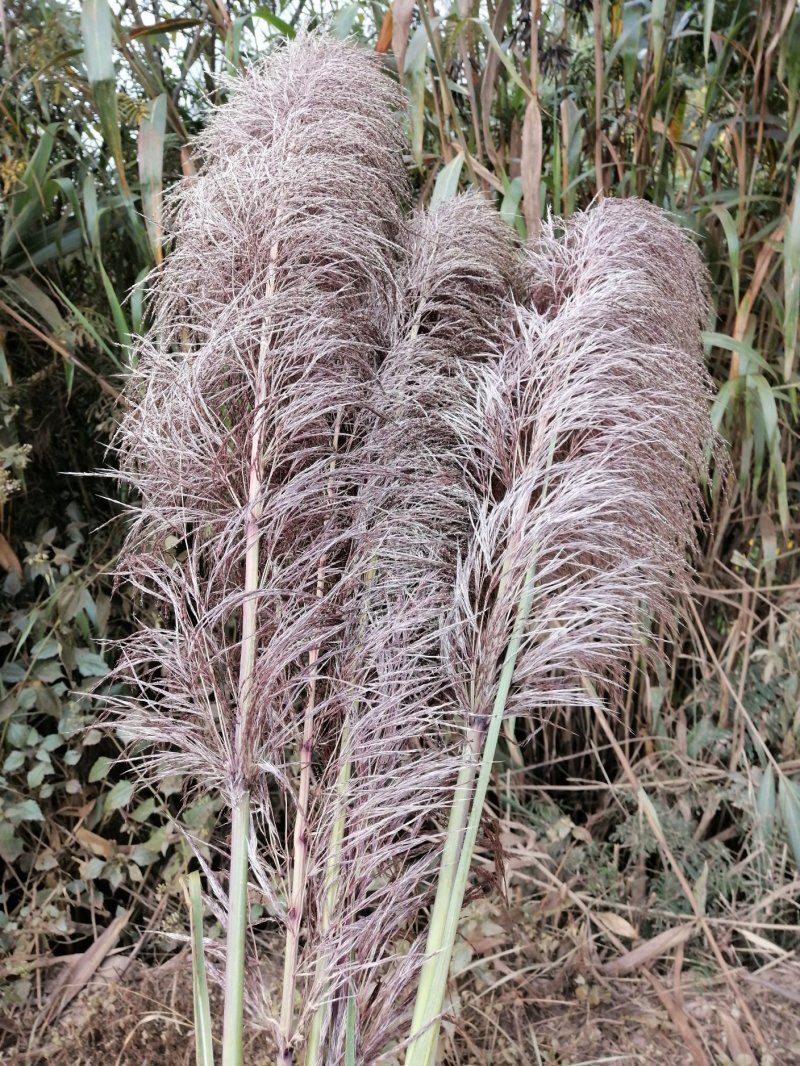 大量批发蒲苇（芦苇）干花