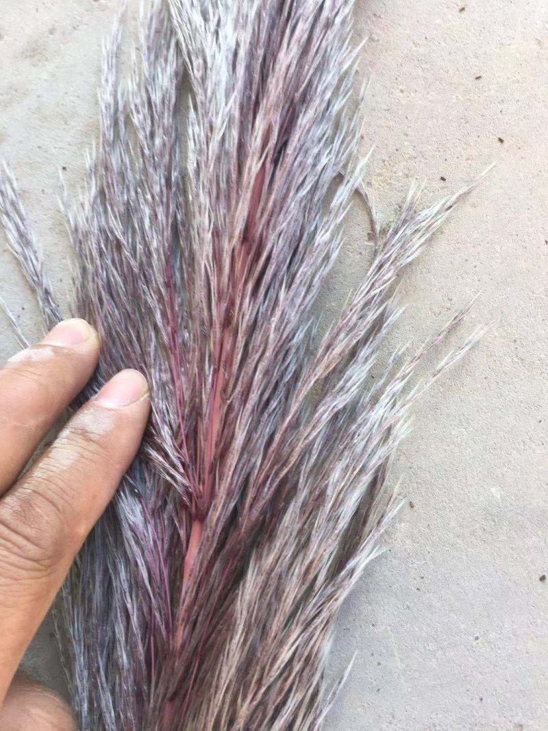 大量批发蒲苇（芦苇）干花