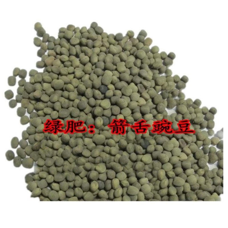 野豌豆种子箭舌豌豆优质高效绿肥饲肥兼用适应性广抗逆性强