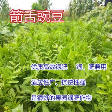 野豌豆种子箭舌豌豆优质高效绿肥饲肥兼用适应性广抗逆性强