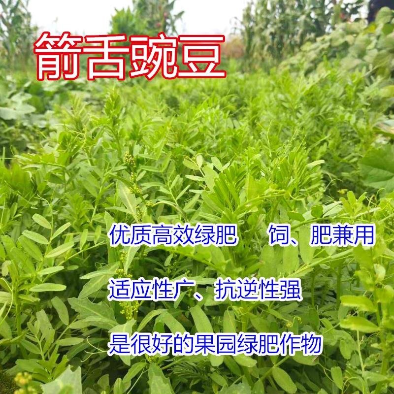 野豌豆种子箭舌豌豆优质高效绿肥饲肥兼用适应性广抗逆性强