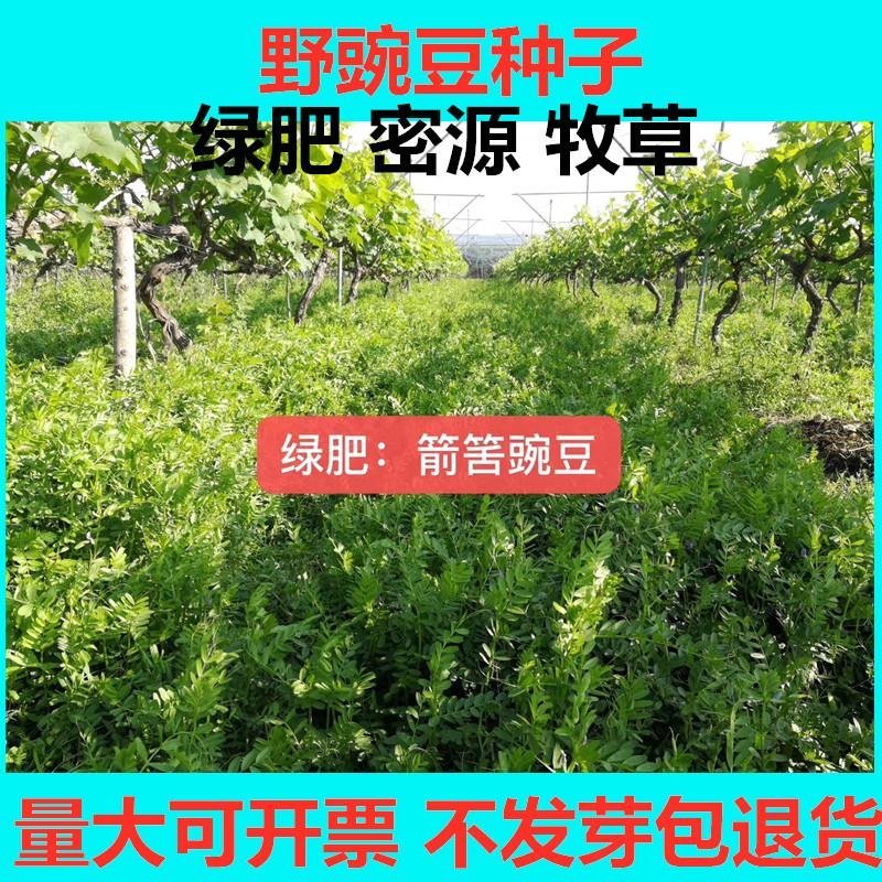 野豌豆种子箭舌豌豆优质高效绿肥饲肥兼用适应性广抗逆性强